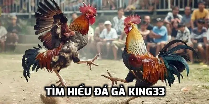 Tìm hiểu đá gà tại King33